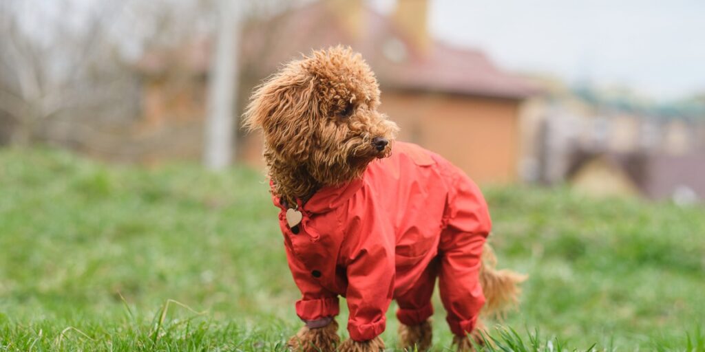 Are Toy Poodles Good with Kids